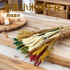 自然风干小米穗干花永生花 原色百搭ins风装饰家居摆件工艺品跨境