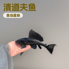 養魚場直販 クイーンスカベンジャー ヒョウ柄 クリーナー 大型ゴミ 熱帯魚 藻類除去 淡水観賞魚