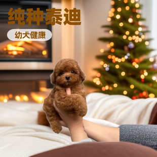 ���N̩����Ȯ���w����С�������F�eС��Ȯ����̩�ό���Ȯ���ﹷ