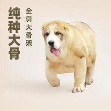 纯种统中亚犬幼犬活体大骨架大型猛犬牧羊犬幼崽狗狗守卫犬