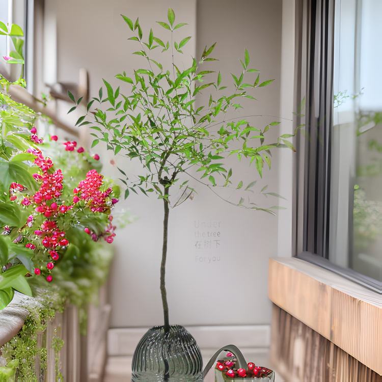Fresh-Cut Nandina Saplings, Hydroponic Plants, Scandinavian Style Flame Water-Raised Branches, Are Easier to Grow Indoors Than Hanging Bell Horse Drunken Wood