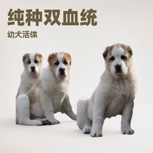 纯种双血统狗狗中亚牧羊犬幼犬活体幼崽大型犬骨架猛犬看家护院