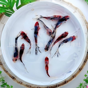 С����ˮ�~�^�p�~�廨�m���ݽ��~�ͻ���B���~��С���~���~����~