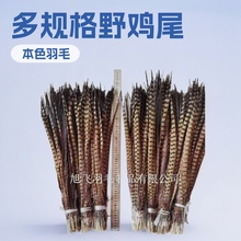 厂家直供养殖山鸡尾39-69以上 野鸡尾 野鸡翎子 戏服羽毛