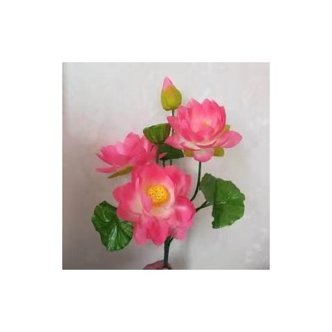50cm ハイピンク