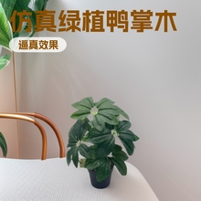 ����Gֲ9������ľ �廨����G������ֲ��ҾӾ��^���ԔzӰ��ˇ