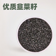 中药材韭菜籽优质韭菜子男性泡茶原料男人茶配料干货无硫源头直供