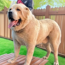 批发纯种中亚牧羊犬幼犬活体狗狗大骨架大型护卫犬猎狼犬狩猎犬