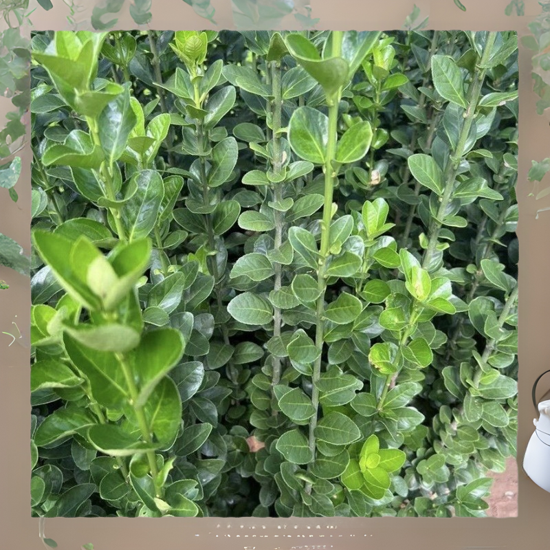 Large-Leaf Hokkaido Holly Boxwood Saplings Wall Fence Plant All Year Round Evergreen Courtyard Green Fence Fence Courtyard