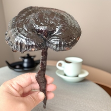 批发长腿黑灵芝 竹灵芝不苦黑灵芝 紫灵芝山东灵芝产地大量供应