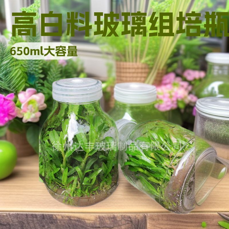 厂家供应兰花透明玻璃培养瓶650ml 实验菌种培养皿透气盖组培瓶