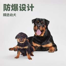 出售精品罗威纳犬护卫犬德系活体幼犬大型猛犬防爆犬大型犬工作犬