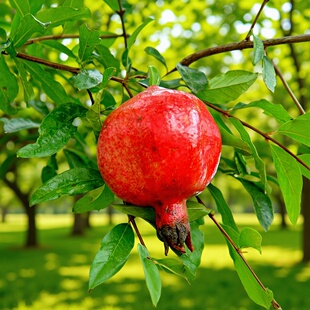 ����ֱ�Nʯ���� ͻ��˹ܛ����ʯ����� ��ʯ���� ����Ƥʯ����