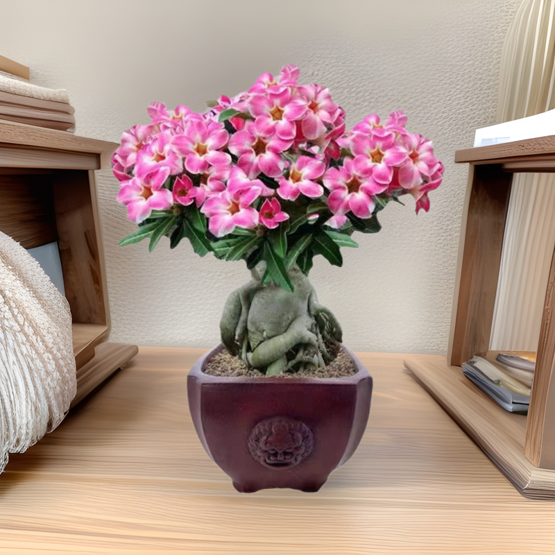Desert Rose Seedlings Potted with Buds Blooming in All Seasons Succulent Plants Old Pile Indoor and Outdoor Green Plants Bonsai Flower