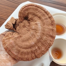 山东现货批发赤灵芝 灵芝   灵芝产地直供一手货源