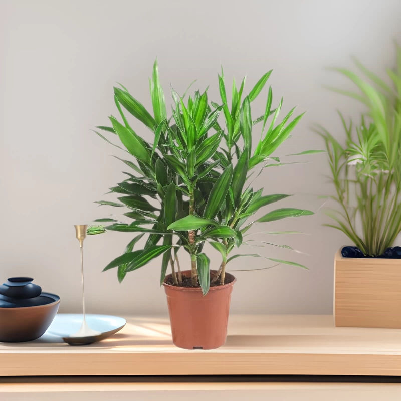 Golden Heart Lilien Bamboo Gabs Гостиная настоящая зеленая посадка большая комнатная высококлассная зеленая листовая бонсай четыре сезона вечнозеленая сетка красная