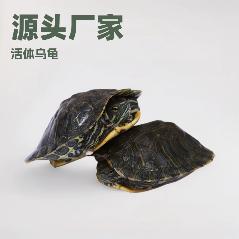 Маленькие черепахи, бразильские черепахи, живые черепахи для разведения, разведение в неглубоких водоемах, амфибии, рептилии, оптовая продажа щенков черепах, легко выращивать, пресноводные