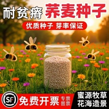 种子甜荞麦苦荞麦红高粱大麦黑小麦燕麦青稞谷子