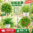 常春藤金边植物盆栽吊兰