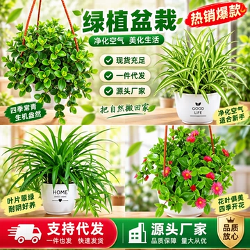 牡丹吊兰口红绿萝常春藤金边心佛珠吊兰室内阳台盆栽花卉植物包邮