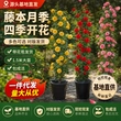 盆栽特大开花庭院花卉