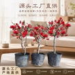 重瓣卧室四季开花花卉