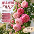 植物定制四季浓香型灌木