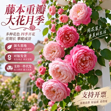 厂家定制灌木月季花苗 四季浓香型花卉 庭院蔷薇玫瑰花带花苞植物