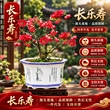 四季重瓣盆栽植物树苗