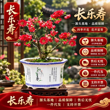 重瓣海棠花盆栽树苗盆景老桩花卉植物室内花四季开花不断好养