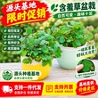 办公室桌面植物盆栽小盆栽