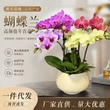 花剑四季客厅开花兰花苗
