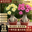 盆栽开花客厅四季花卉