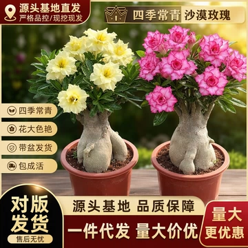 沙漠玫瑰盆栽室内客厅老桩四季开花花卉耐干好养多肉植物重瓣绿植