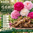 品种齐全多年生量大芍药根