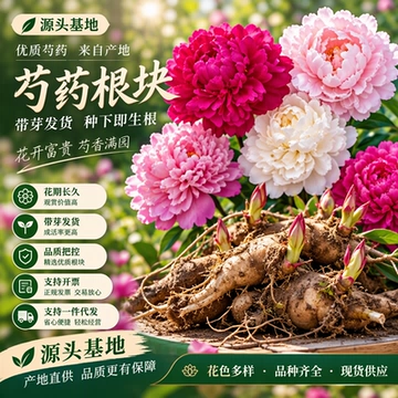 批发 芍药花苗带芽发货多年生芍药根块芍药种根品种齐全 量大价优