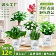 多肉植物水培盆栽富贵竹