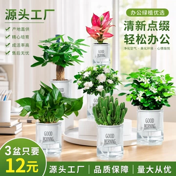 绿萝发财树文竹多肉花卉盆栽植物室内薄荷富贵竹水培小绿植好养活